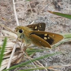 Trapezites luteus at Theodore, ACT - 12 Oct 2022