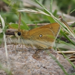 Trapezites luteus at Theodore, ACT - 12 Oct 2022