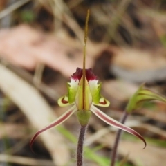 Caladenia parva at Paddys River, ACT - 12 Oct 2022