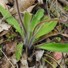 Caladenia parva at Paddys River, ACT - 12 Oct 2022