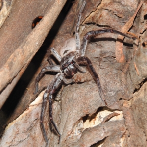 Isopeda sp. (genus) at Kambah, ACT - suppressed