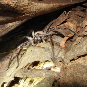 Isopeda sp. (genus) at Kambah, ACT - suppressed