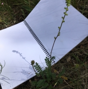 Acaena sp. at Yarralumla, ACT - 7 Nov 2021