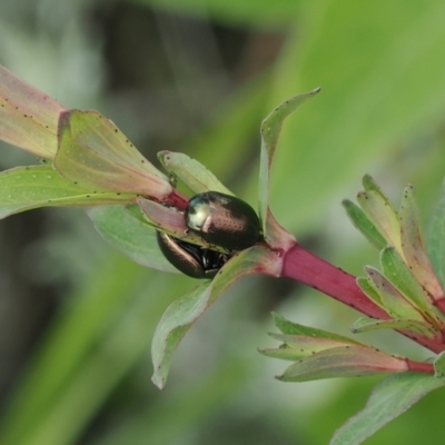 Chrysolina quadrigemina (Greater St Johns Wort beetle) at Tuggeranong Hill - 12 Oct 2022 by RAllen