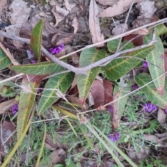 Hardenbergia violacea (False Sarsaparilla) at Bungendore, NSW - 13 Oct 2022 by clarehoneydove