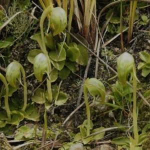 Pterostylis nutans at Paddys River, ACT - suppressed