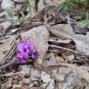 Hardenbergia violacea at Bungendore, NSW - 13 Oct 2022