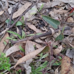 Hardenbergia violacea at Bungendore, NSW - 13 Oct 2022