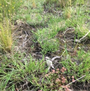 Polycarpon tetraphyllum at Yarralumla, ACT - 7 Nov 2021