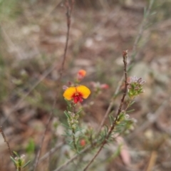 Dillwynia sericea (Egg And Bacon Peas) at Bungendore, NSW - 13 Oct 2022 by clarehoneydove