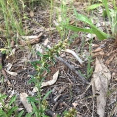 Gamochaeta purpurea (Purple Cudweed) at Yarralumla, ACT - 7 Nov 2021 by grakymhirth@tpg.com