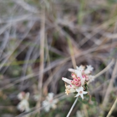 Brachyloma daphnoides (Daphne Heath) at Bungendore, NSW - 13 Oct 2022 by clarehoneydove