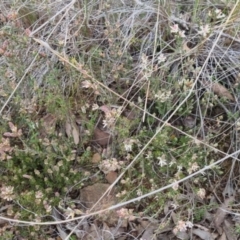 Brachyloma daphnoides at Bungendore, NSW - 13 Oct 2022