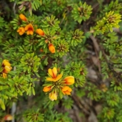 Pultenaea subspicata (Low Bush-pea) at Bungendore, NSW - 13 Oct 2022 by clarehoneydove