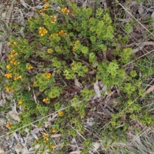 Pultenaea subspicata at Bungendore, NSW - suppressed