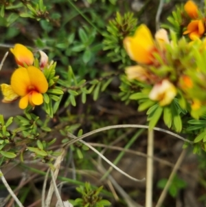 Pultenaea subspicata at Bungendore, NSW - suppressed