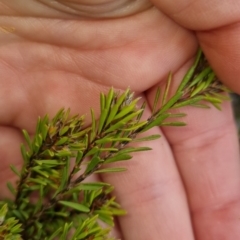 Pultenaea subspicata at Bungendore, NSW - suppressed