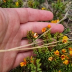 Pultenaea subspicata at Bungendore, NSW - suppressed