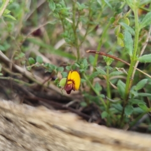 Bossiaea buxifolia at Bungendore, NSW - 13 Oct 2022