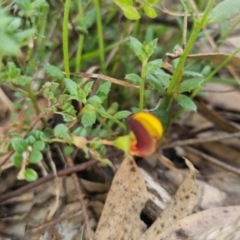 Bossiaea buxifolia at Bungendore, NSW - 13 Oct 2022