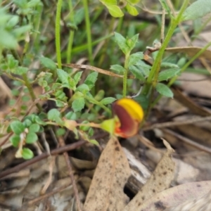 Bossiaea buxifolia at Bungendore, NSW - 13 Oct 2022