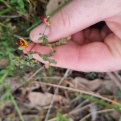 Bossiaea buxifolia at Bungendore, NSW - 13 Oct 2022 03:35 PM