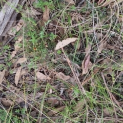 Bossiaea buxifolia at Bungendore, NSW - 13 Oct 2022