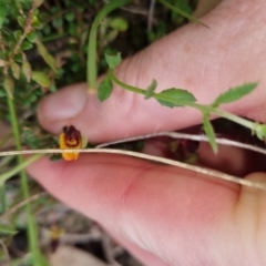 Bossiaea buxifolia at Bungendore, NSW - 13 Oct 2022 03:35 PM