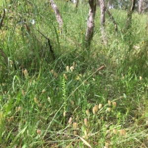 Microtis sp. at Yarralumla, ACT - suppressed