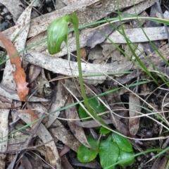 Pterostylis nutans (Nodding Greenhood) at Paddys River, ACT - 12 Oct 2022 by GirtsO