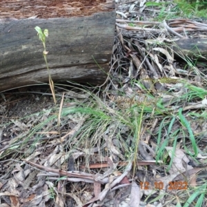 Bunochilus sp. at Paddys River, ACT - suppressed