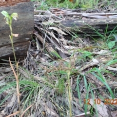 Bunochilus sp. at Paddys River, ACT - suppressed