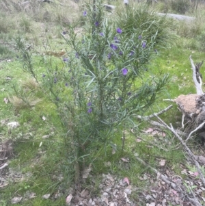 Solanum linearifolium at Aranda, ACT - 13 Oct 2022 05:31 PM