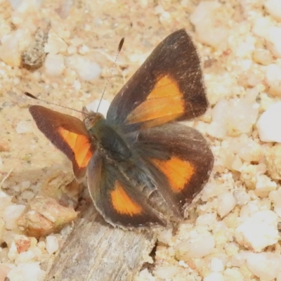 Paralucia aurifera (Bright Copper) at Tidbinbilla Nature Reserve - 12 Oct 2022 by JohnBundock