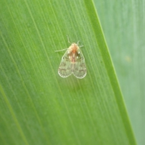 Saccharodite chrysonoe at Murrumbateman, NSW - 12 Oct 2022