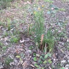 Orobanche minor (Broomrape) at Stirling Park - 7 Nov 2021 by grakymhirth@tpg.com