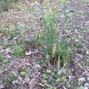 Orobanche minor at Yarralumla, ACT - 7 Nov 2021 03:05 PM