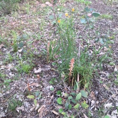 Orobanche minor (Broomrape) at Yarralumla, ACT - 7 Nov 2021 by grakymhirth@tpg.com