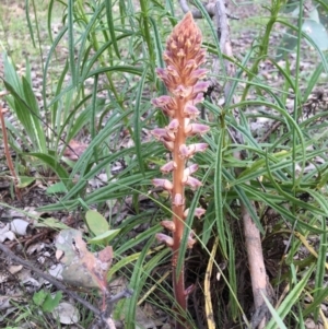 Orobanche minor at Yarralumla, ACT - 7 Nov 2021 03:05 PM