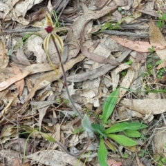 Caladenia parva at Paddys River, ACT - 12 Oct 2022