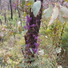 Hardenbergia violacea (False Sarsaparilla) at Paddys River, ACT - 12 Oct 2022 by GirtsO