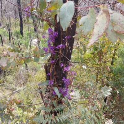 Hardenbergia violacea (False Sarsaparilla) at Tidbinbilla Nature Reserve - 12 Oct 2022 by GirtsO