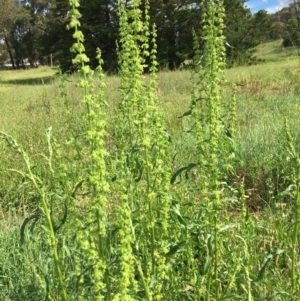 Rumex crispus at Yarralumla, ACT - 7 Nov 2021 03:53 PM