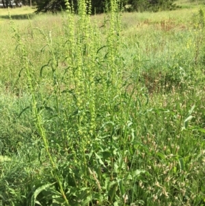 Rumex crispus at Yarralumla, ACT - 7 Nov 2021