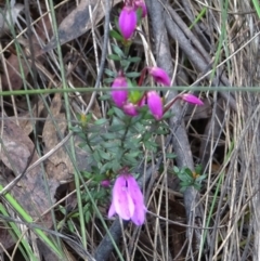 Tetratheca bauerifolia at Paddys River, ACT - 12 Oct 2022 12:04 PM