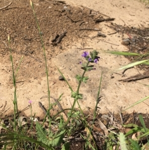 Salvia verbenaca var. verbenaca at Yarralumla, ACT - 7 Nov 2021 03:33 PM