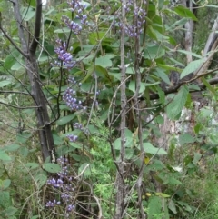 Comesperma volubile (Love Creeper) at Paddys River, ACT - 12 Oct 2022 by GirtsO