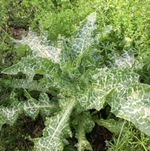 Silybum marianum at Yarralumla, ACT - 7 Nov 2021