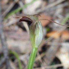 Pterostylis pedunculata (Maroonhood) at Paddys River, ACT - 12 Oct 2022 by JohnBundock