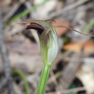 Pterostylis pedunculata at Paddys River, ACT - 12 Oct 2022